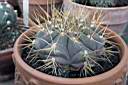 GYMNOCALYCIUM MEGATAE.jpg